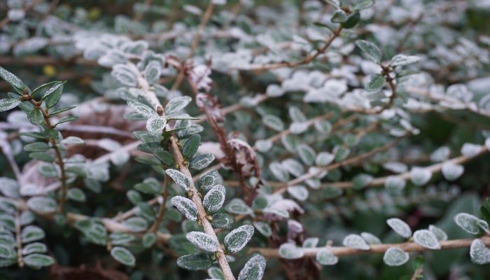 jardin invierno