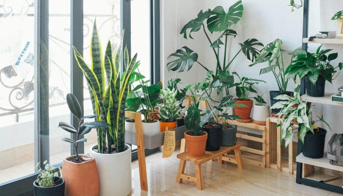 Plantas que refrescan el ambiente